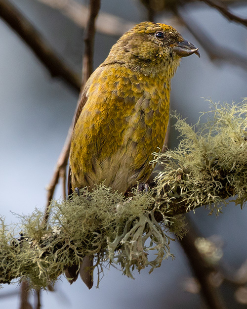 Red Crossbill